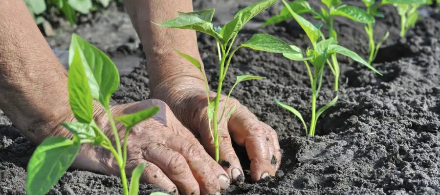 Café molido, múltiples usos en el jardín