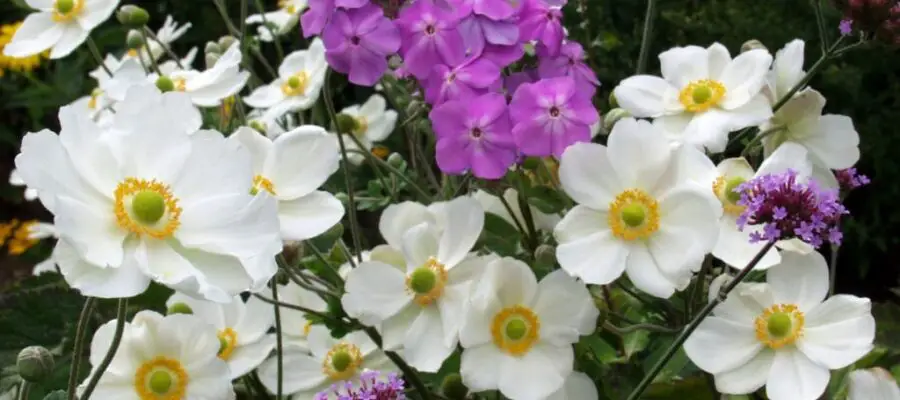 Para cultivar un huerto en otoño, necesitas saber qué plantar